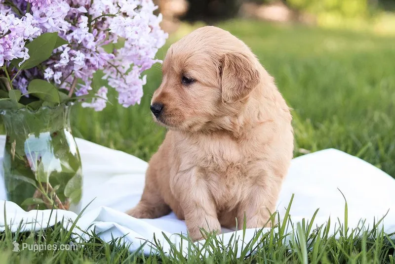 Sugar – Golden Retriever puppy for sale in Gap, PA