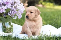 Sugar, a female Golden Retriever for sale in Gap, PA – Photo 3 of 6