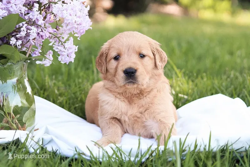 Sugar – Golden Retriever puppy for sale in Gap, PA