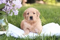 Sugar, a female Golden Retriever for sale in Gap, PA – Photo 1 of 6