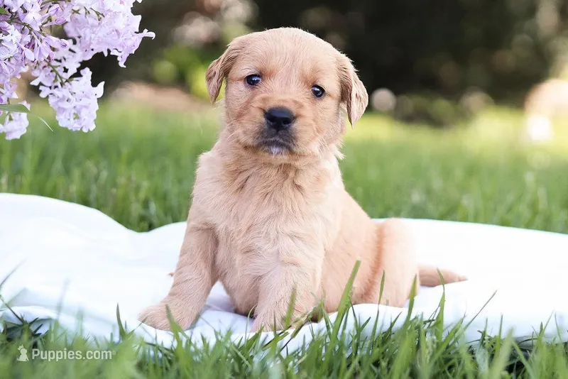 Star – Golden Retriever puppy for sale in Gap, PA