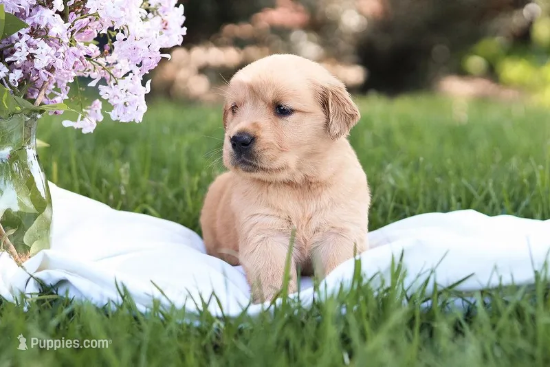 Scarlet – Golden Retriever puppy for sale in Gap, PA