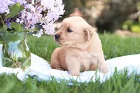 Scarlet, a female Golden Retriever for sale in Gap, PA – Photo 3 of 5