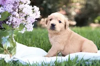 Scarlet, a female Golden Retriever for sale in Gap, PA – Photo 5 of 5
