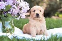 Scarlet, a female Golden Retriever for sale in Gap, PA – Photo 4 of 5