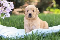 Scarlet, a female Golden Retriever for sale in Gap, PA – Photo 1 of 5