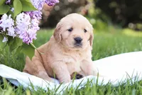 Mojo, a male Golden Retriever for sale in Gap, PA – Photo 3 of 5