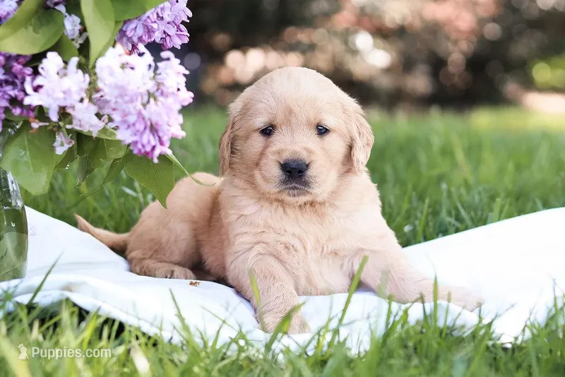 Mojo – Golden Retriever puppy for sale in Gap, PA