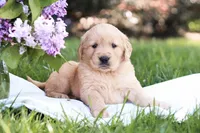 Mojo, a male Golden Retriever for sale in Gap, PA – Photo 4 of 5