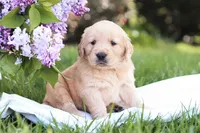 Mojo, a male Golden Retriever for sale in Gap, PA – Photo 1 of 5