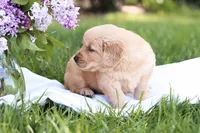 Mojo, a male Golden Retriever for sale in Gap, PA – Photo 5 of 5