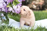 Mojo, a male Golden Retriever for sale in Gap, PA – Photo 2 of 5