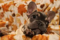 Smokey, a male French Bulldog for sale in Fresno, CA – 3 of 4