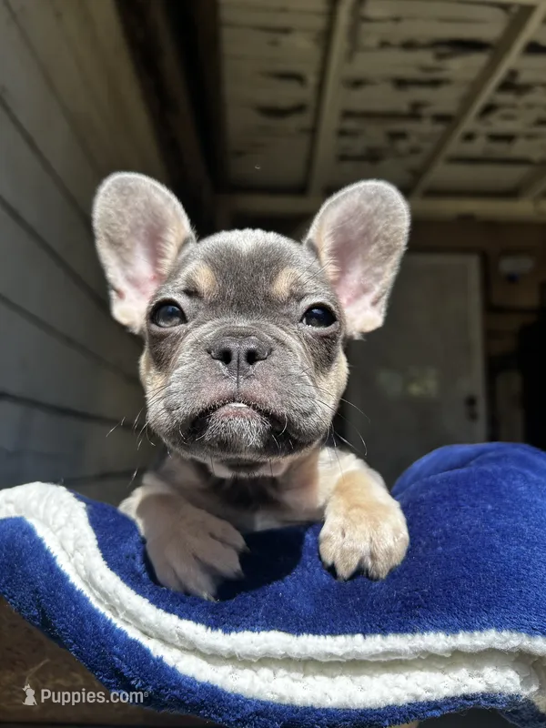 Smokey – French Bulldog puppy for sale in Fresno, CA