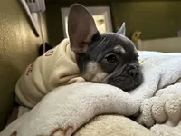 Smokey, a male French Bulldog for sale in Fresno, CA – 2 of 4