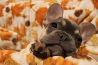 Smokey, a male French Bulldog for sale in Fresno, CA – 4 of 4