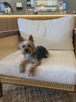 Chulo , a male Yorkshire Terrier for sale in North Miami Beach, FL – Photo 2 of 10