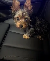 Chulo , a male Yorkshire Terrier for sale in North Miami Beach, FL – Photo 6 of 10