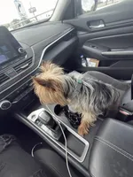 Chulo , a male Yorkshire Terrier for sale in North Miami Beach, FL – Photo 8 of 10