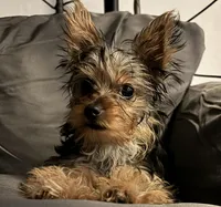 Chulo , a male Yorkshire Terrier for sale in North Miami Beach, FL – Photo 3 of 10