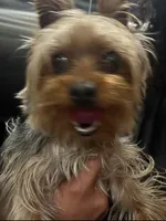 Chulo , a male Yorkshire Terrier for sale in North Miami Beach, FL – Photo 7 of 10