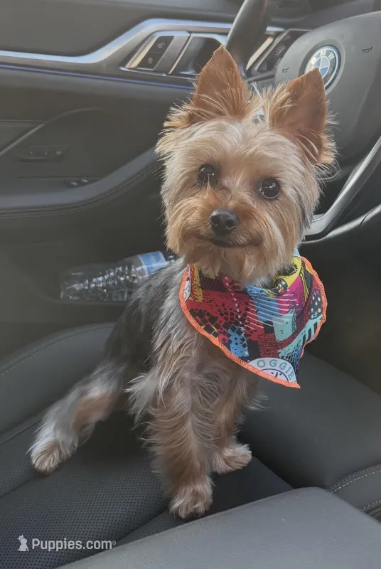 Chulo  – Yorkshire Terrier puppy for sale in North Miami Beach, FL