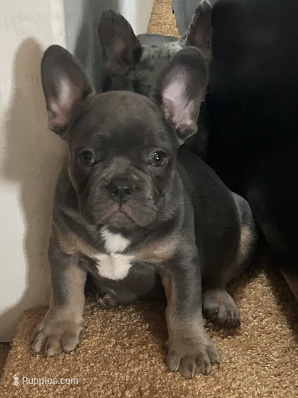 Mello – French Bulldog puppy for sale in Indianapolis, IN