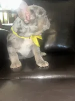 Mannie, a male French Bulldog for sale in Indianapolis, IN – 3 of 3