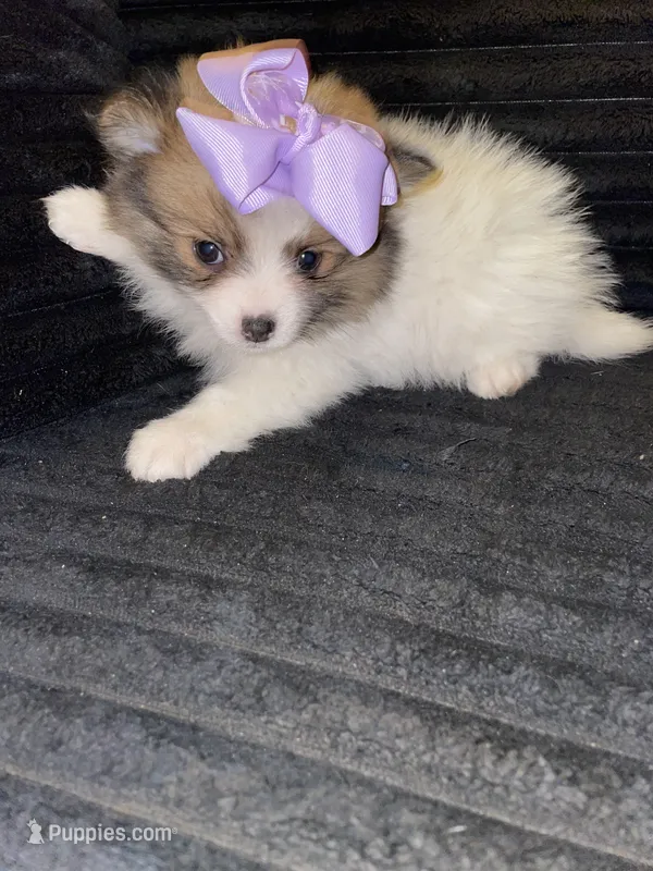 Princess – Pomeranian puppy for sale in Indianapolis, IN