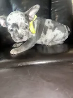 Michael, a male French Bulldog for sale in Indianapolis, IN – 4 of 4