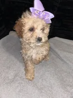 Pauline, a female Poodle - Toy  for sale in Indianapolis, IN – Photo 2 of 2
