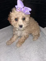 Pauline, a female Poodle - Toy  for sale in Indianapolis, IN – Photo 1 of 2