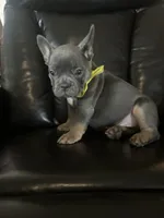 Mello, a male French Bulldog for sale in Indianapolis, IN – 3 of 4