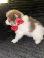 Paul, a male Pomeranian for sale in Indianapolis, IN – 2 of 2