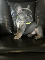Mello, a male French Bulldog for sale in Indianapolis, IN – 2 of 4