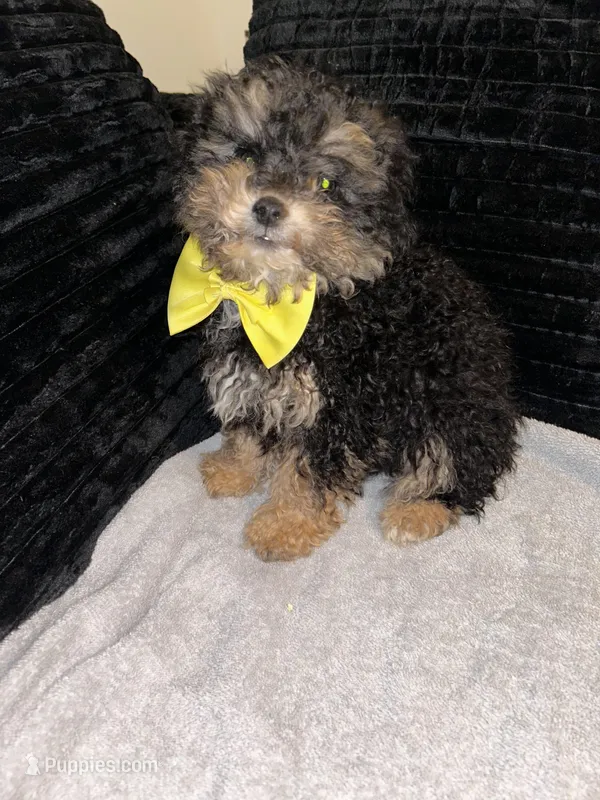 Peter , a male Poodle - Toy  for sale in Indianapolis, IN – Photo 1 of 1