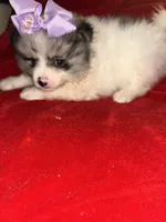 Tiffany, a female Pomeranian for sale in Indianapolis, IN – 1 of 3