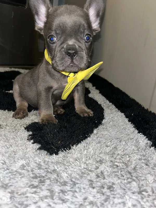 Smurf – French Bulldog puppy for sale in Indianapolis, IN