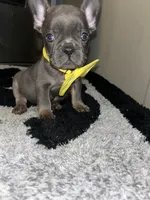 Smurf, a male French Bulldog for sale in Indianapolis, IN – 1 of 4