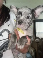 Michael, a male French Bulldog for sale in Indianapolis, IN – 3 of 4