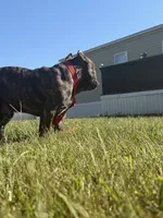 Micro bully , a male American Bully for sale in Indianapolis, IN – 2 of 2