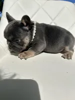 Tiffany, a female French Bulldog for sale in Indianapolis, IN – 4 of 4