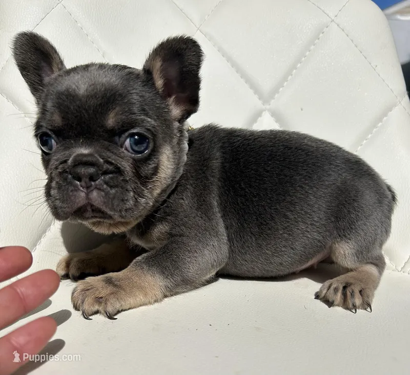 Tiffany – French Bulldog puppy for sale in Indianapolis, IN