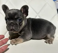 Tiffany, a female French Bulldog for sale in Indianapolis, IN – 1 of 4