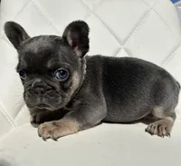 Tiffany, a female French Bulldog for sale in Indianapolis, IN – 2 of 4