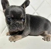 Tiffany, a female French Bulldog for sale in Indianapolis, IN – 3 of 4