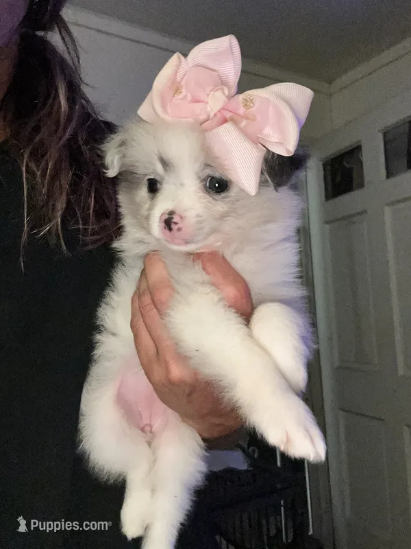 Pomi – Pomeranian puppy for sale in Indianapolis, IN