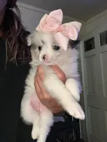 Pomi, a female Pomeranian for sale in Indianapolis, IN – 1 of 1