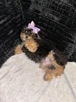 Penny, a female Poodle - Toy  for sale in Indianapolis, IN – Photo 1 of 3