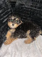 Penny, a female Poodle - Toy  for sale in Indianapolis, IN – Photo 2 of 3